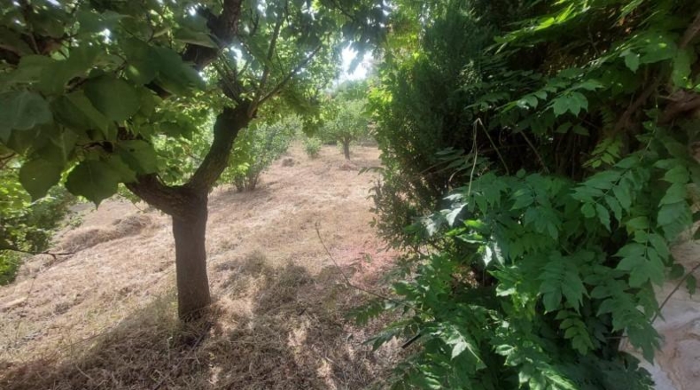 Tarragona - Tivissa - 27228m2