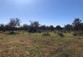 Land suitable for development for sale on España, Porreras, ref: TR120514 photo