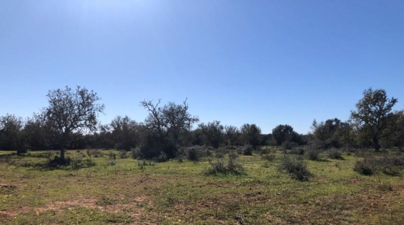 Balearic Islands - Porreras - 14250m2
