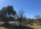 Land suitable for development for sale on España, Porreras, ref: TR120514 photo
