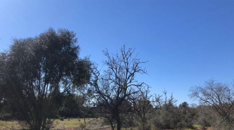 Balearic Islands - Porreras - 14250m2