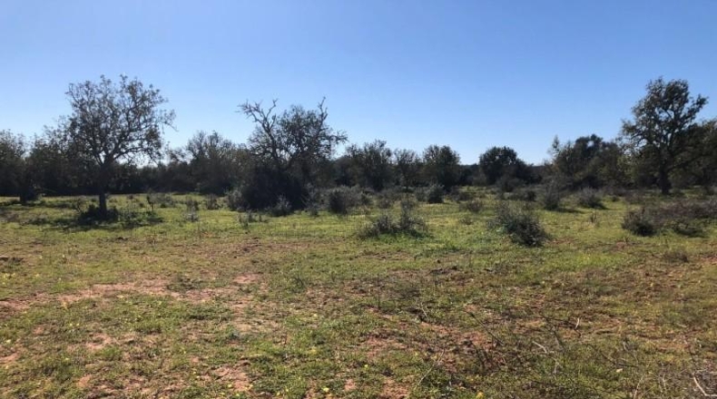 Balearic Islands - Porreras - 14250m2