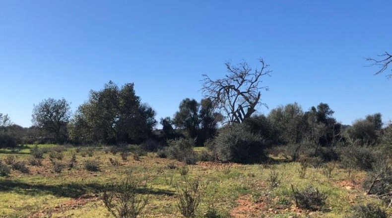 Balearic Islands - Porreras - 14250m2