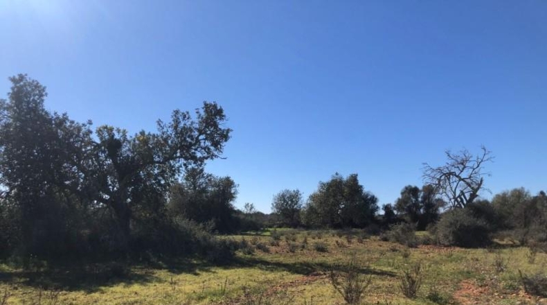 Balearic Islands - Porreras - 14250m2