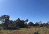 Land suitable for development for sale on España, Porreras, ref: TR120514 photo