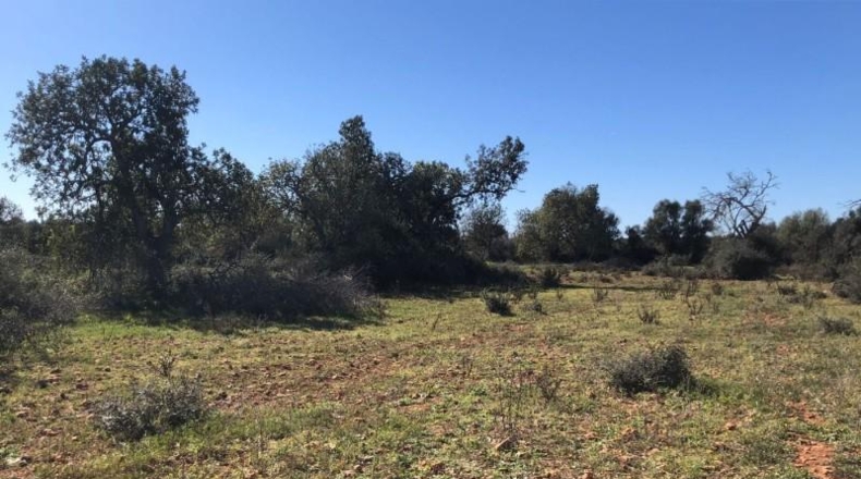 Balearic Islands - Porreras - 14250m2