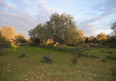 Land suitable for development for sale on España, Porreras, ref: TR120514 photo