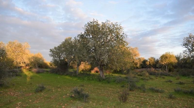 Balearic Islands - Porreras - 14250m2