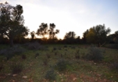 Land suitable for development for sale on España, Porreras, ref: TR120514 photo