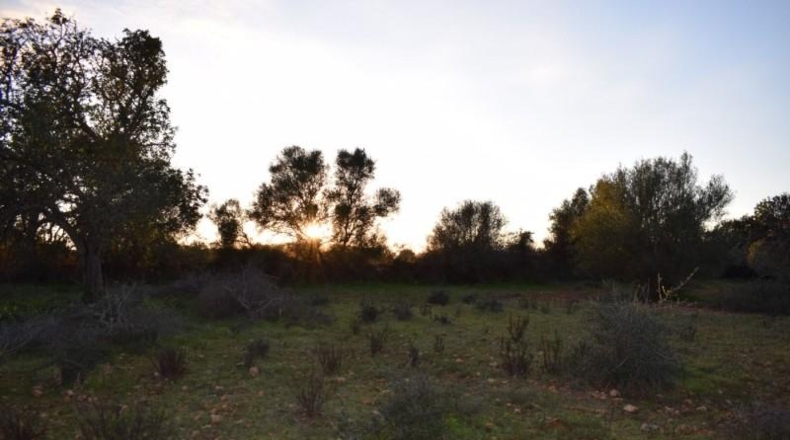 Balearic Islands - Porreras - 14250m2
