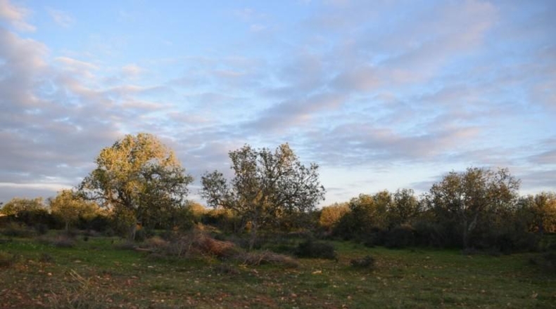 Balearic Islands - Porreras - 14250m2
