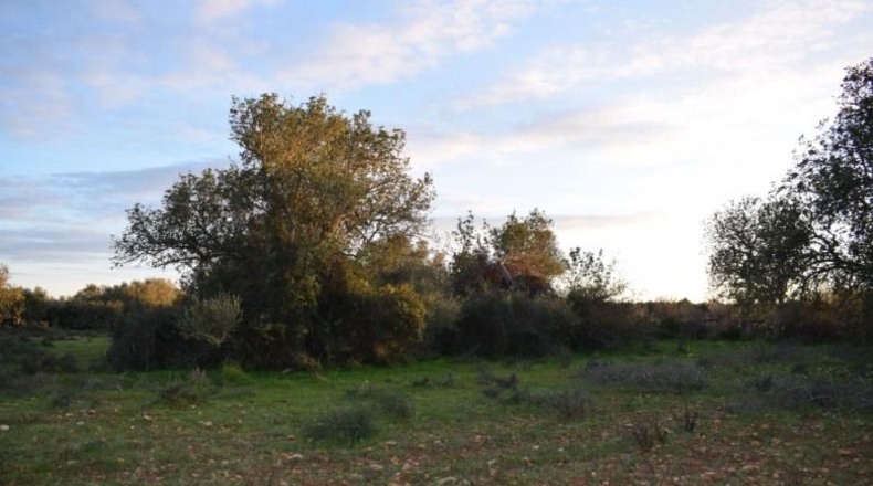 Balearic Islands - Porreras - 14250m2