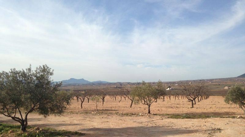 Alicante - Pinoso - 32600m2