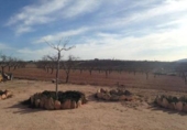 Casa de camp amb terreny en venda a la España, el Pinós, ref.: TR146018 foto