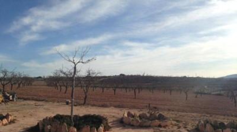 Alicante - Pinoso - 32600m2