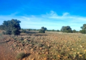 Terreny no urbanitzable en venda a la España, Belvís de la Jara, ref.: TR123810 foto