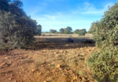 Terreny no urbanitzable en venda a la España, Belvís de la Jara, ref.: TR123810 foto