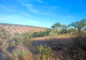 Terreny no urbanitzable en venda a la España, Belvís de la Jara, ref.: TR123810 foto