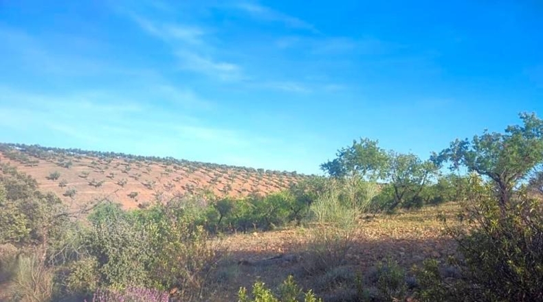 Toledo - Belvís de la Jara - 308922m2