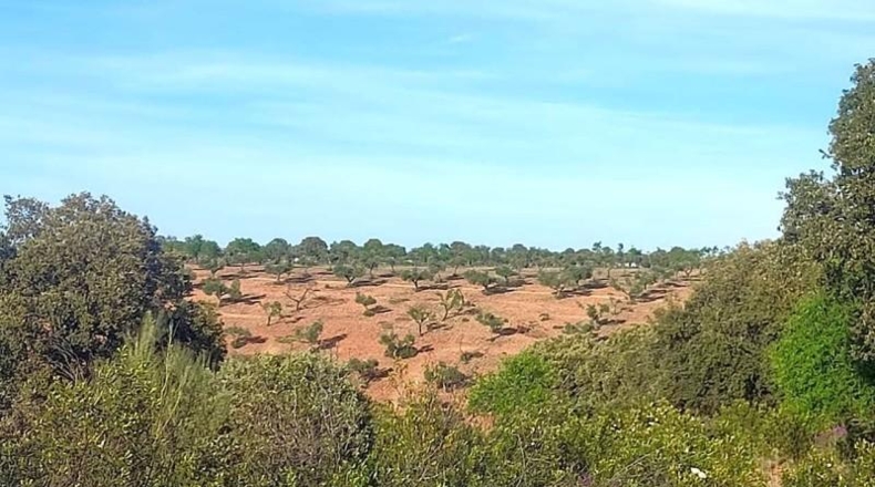 Toledo - Belvís de la Jara - 308922m2