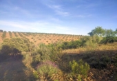 Terreny no urbanitzable en venda a la España, Belvís de la Jara, ref.: TR123810 foto
