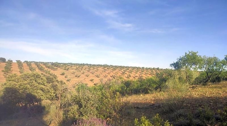 Toledo - Belvís de la Jara - 308922m2