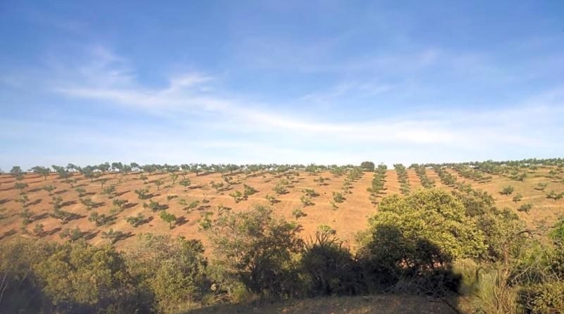 Toledo - Belvís de la Jara - 308922m2
