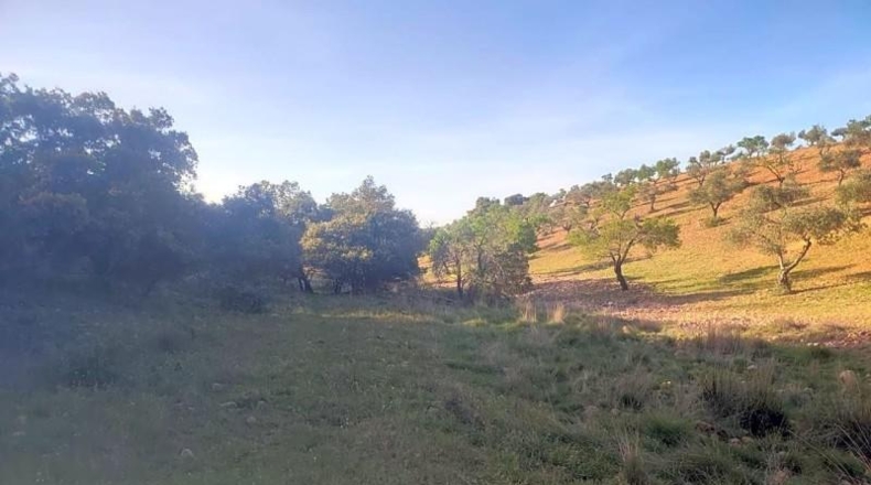Toledo - Belvís de la Jara - 308922m2