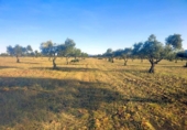 Terreny no urbanitzable en venda a la España, Belvís de la Jara, ref.: TR123810 foto