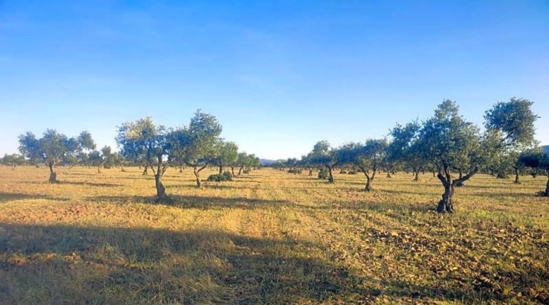 Toledo - Belvís de la Jara - 308922m2
