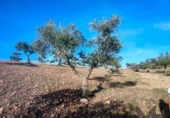 Terreny no urbanitzable en venda a la España, Belvís de la Jara, ref.: TR123810 foto