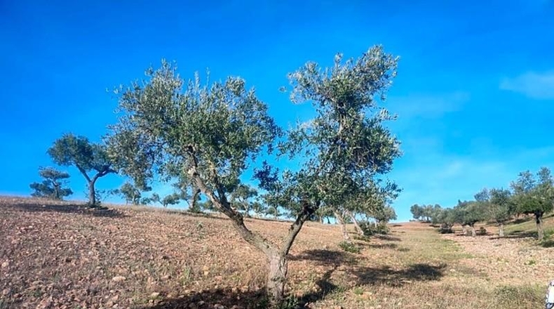 Toledo - Belvís de la Jara - 308922m2