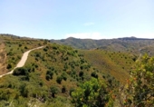 Casa de camp amb terreny en venda a la España, Iznate, ref.: TR244236 foto