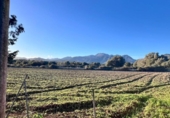 Detached villa with land for sale on España, Campanet, ref: TR222267 photo