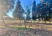 Detached villa with land for sale on España, Campanet, ref: TR222267 photo