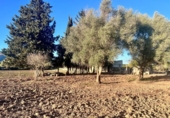 Detached villa with land for sale on España, Campanet, ref: TR222267 photo