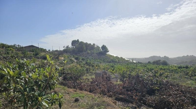 Alicante - Callosa de Ensarriá - 11000m2
