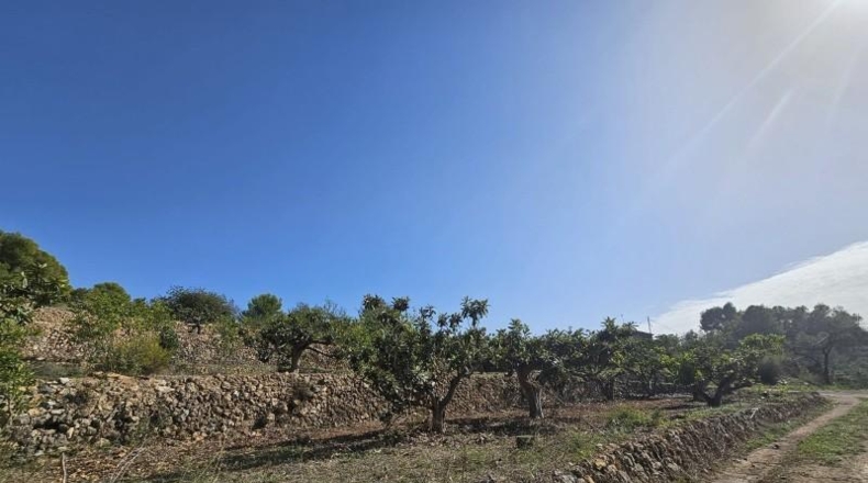 Alicante - Callosa de Ensarriá - 11000m2