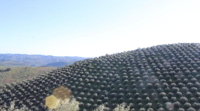 Cordova - Pozoblanco - 99000m2