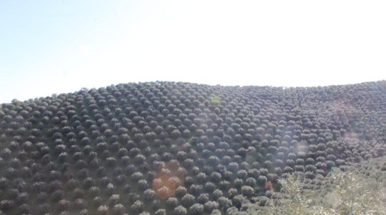 Cordova - Pozoblanco - 99000m2
