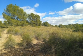 Aledo 25000&nbsp;м²