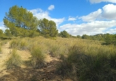 Terreny no urbanitzable en venda a la España, Aledo, ref.: TR366104 foto