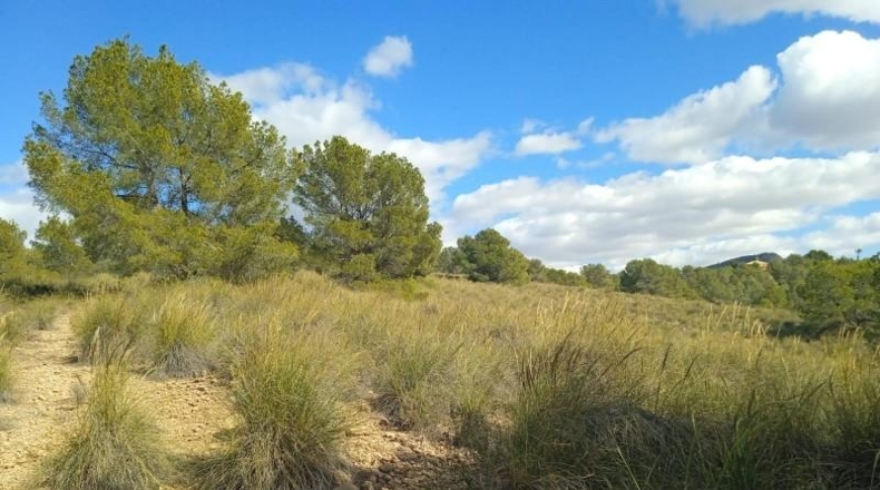 Murcia - Aledo - 25000m2