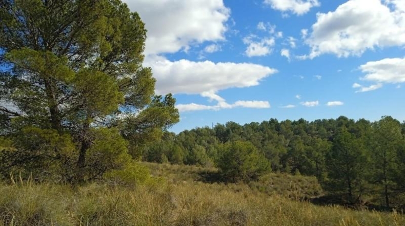 Murcia - Aledo - 25000m2