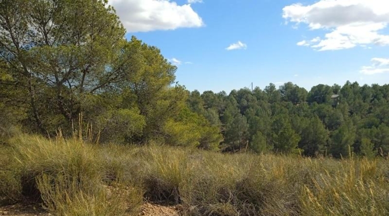 Murcia - Aledo - 25000m2