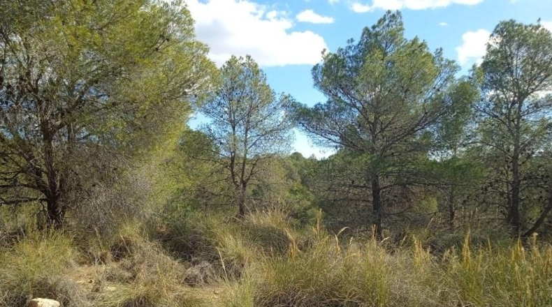 Murcia - Aledo - 25000m2
