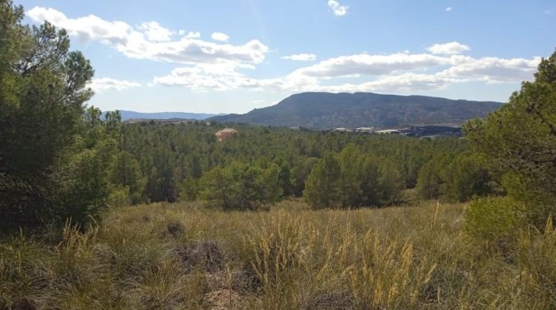 Murcia - Aledo - 25000m2