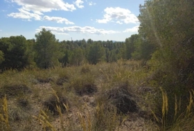 Aledo 25000&nbsp;м²