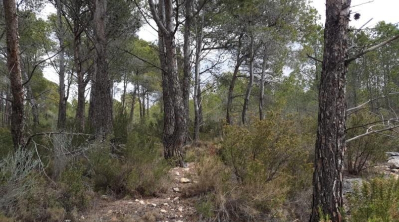 Alicante - Finestrat - 27800m2