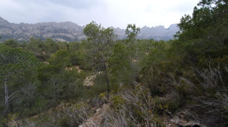 Alicante - Finestrat - 27800m2